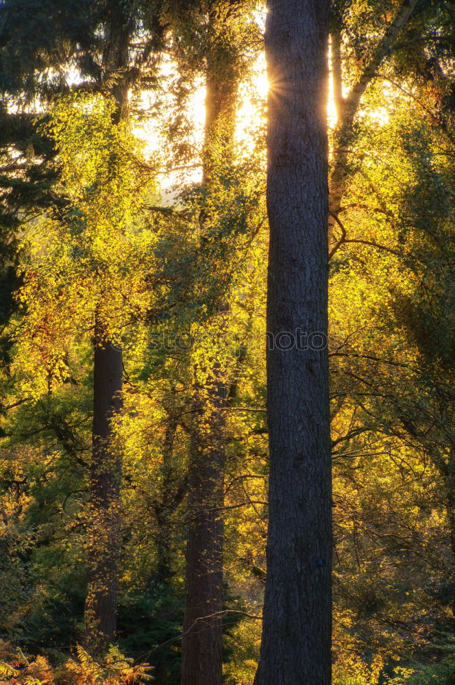 Similar – Loud trees Forest Tree