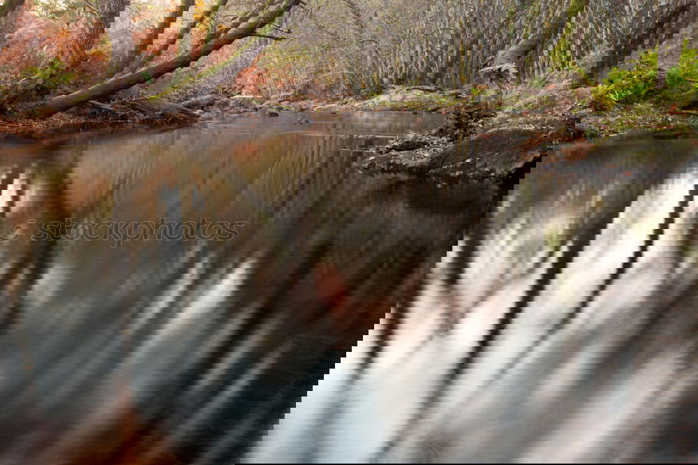 Similar – Image, Stock Photo Once upon a time there was a forest