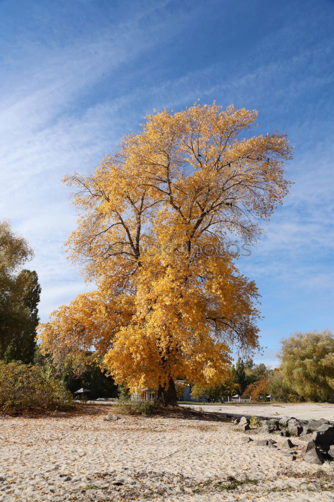 Similar – Image, Stock Photo Alter Ahorn, old maple