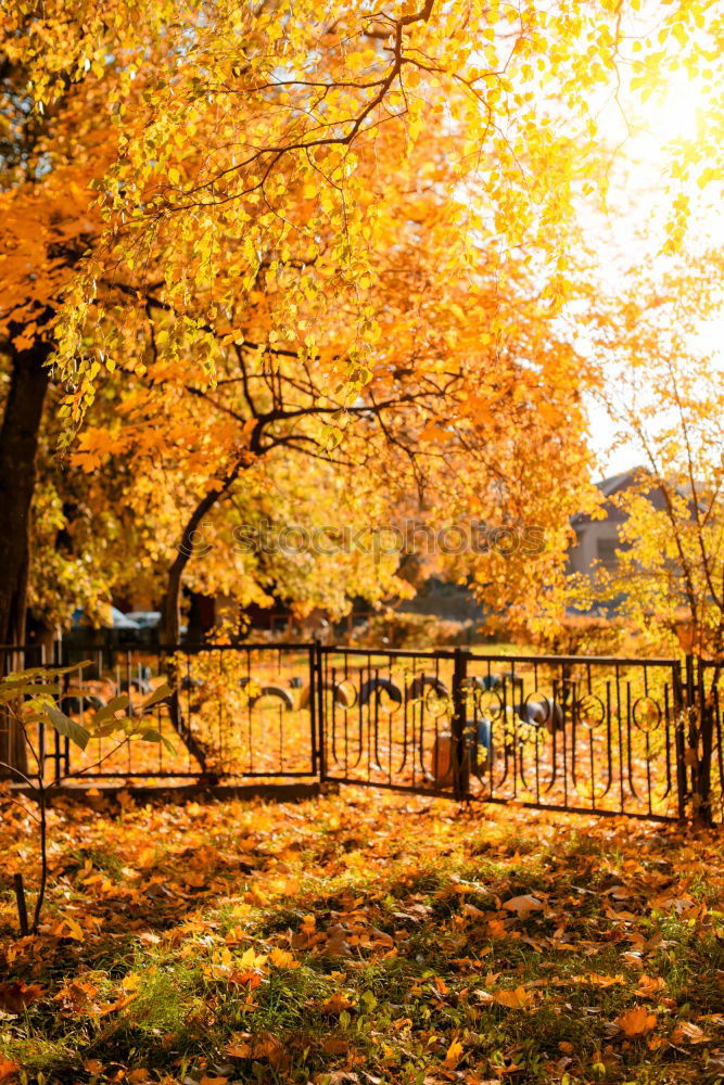 Fence and gate in an autumn garden