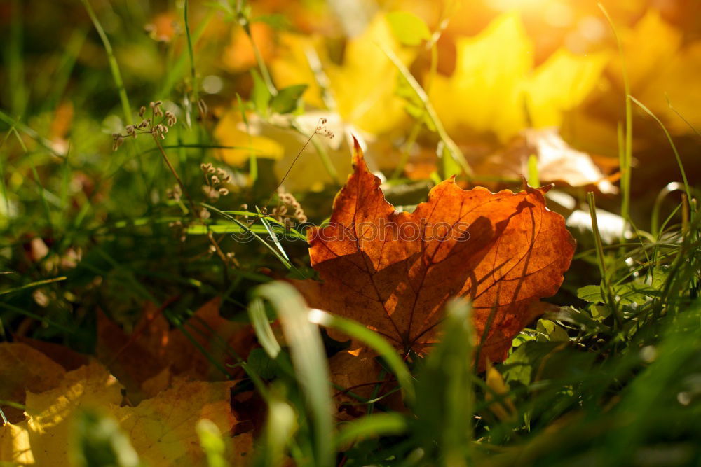 Similar – Herbstlaub Gras grün Blatt