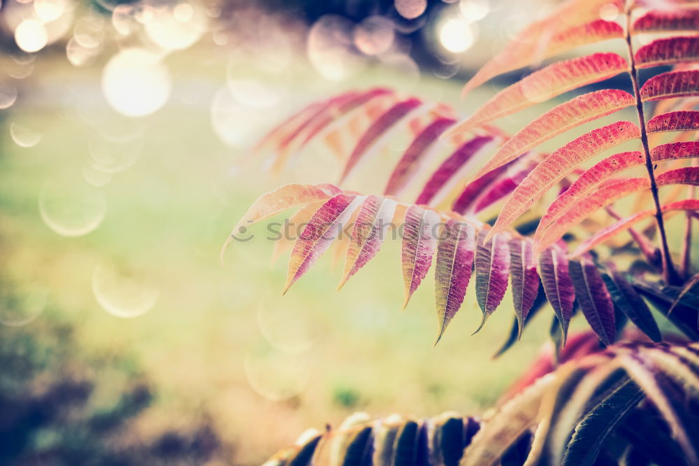 Image, Stock Photo Beautiful autumn leaves on nature background