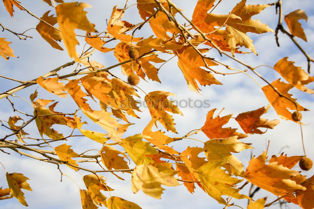 Similar – Image, Stock Photo autumn III Plant Autumn