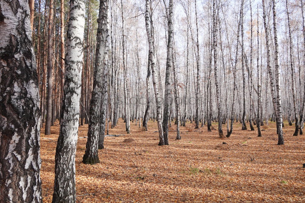 Similar – bog tree Tree Bog Marsh