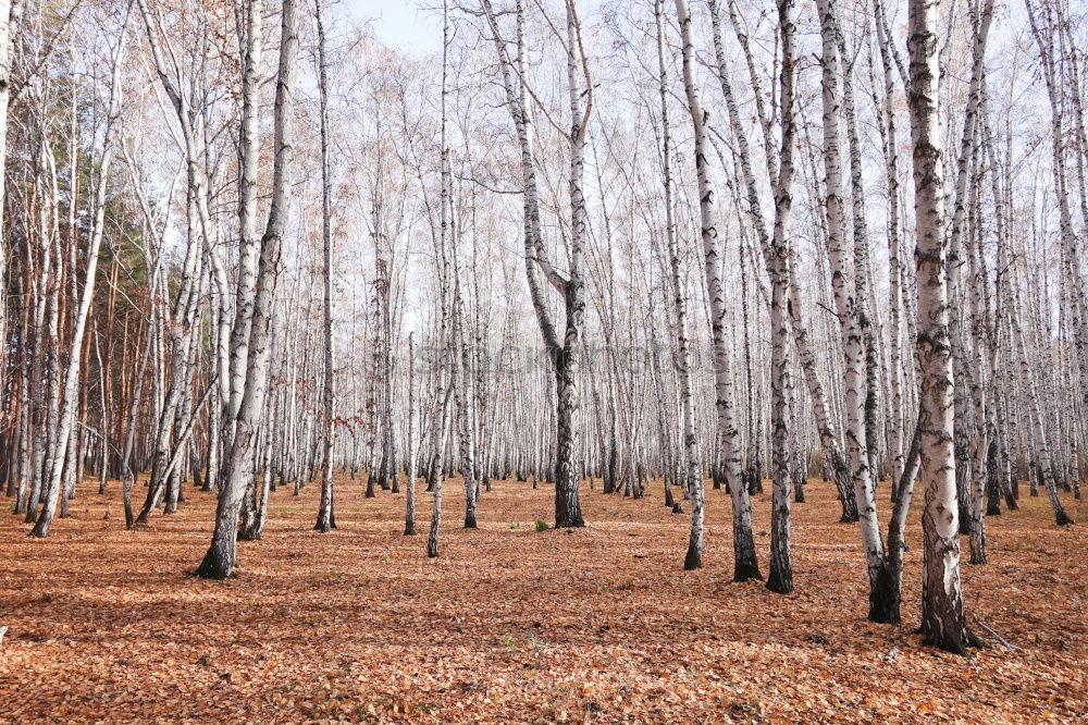 Similar – bog tree Tree Bog Marsh