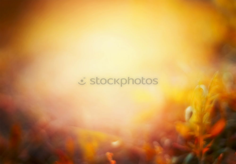 Similar – Image, Stock Photo ray of hope Environment