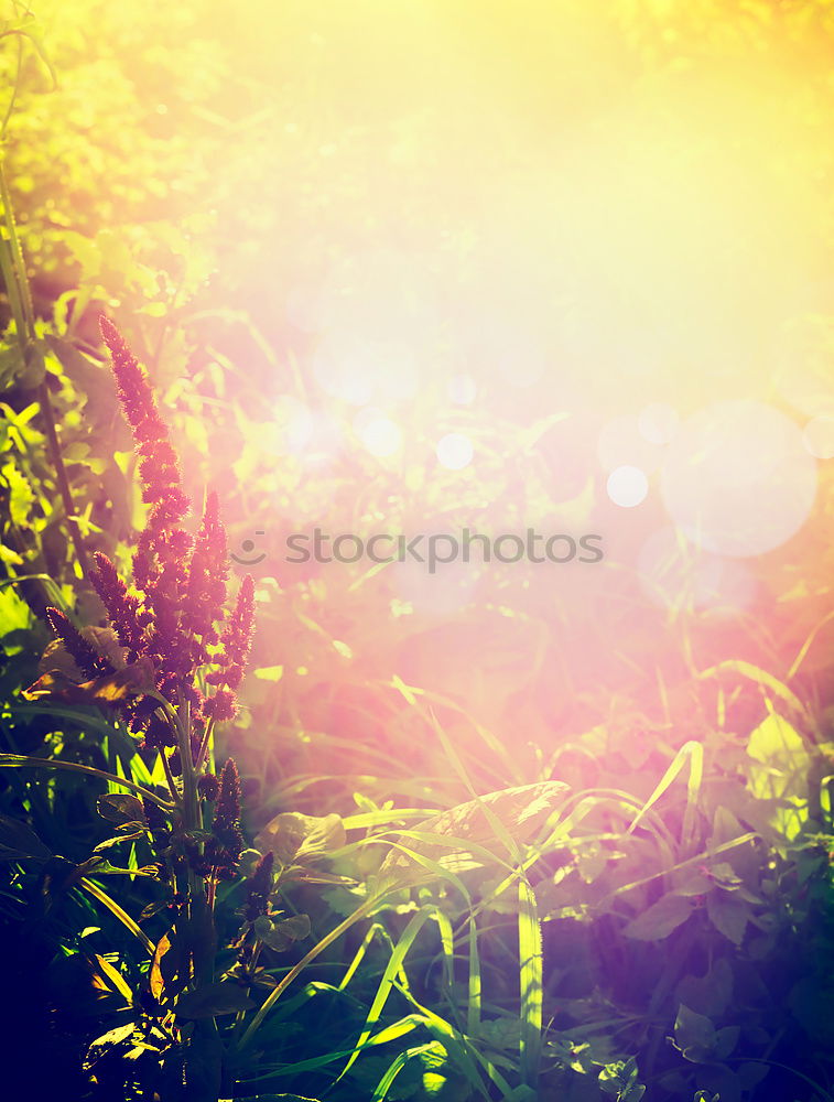Image, Stock Photo Beautiful sunlight on a natural background