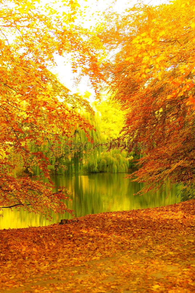Similar – Image, Stock Photo Autumn dawn scene. Alden trees on foggy riverbank