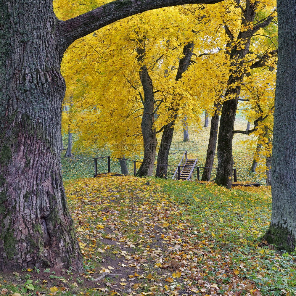 Similar – Herbststimmung im Park