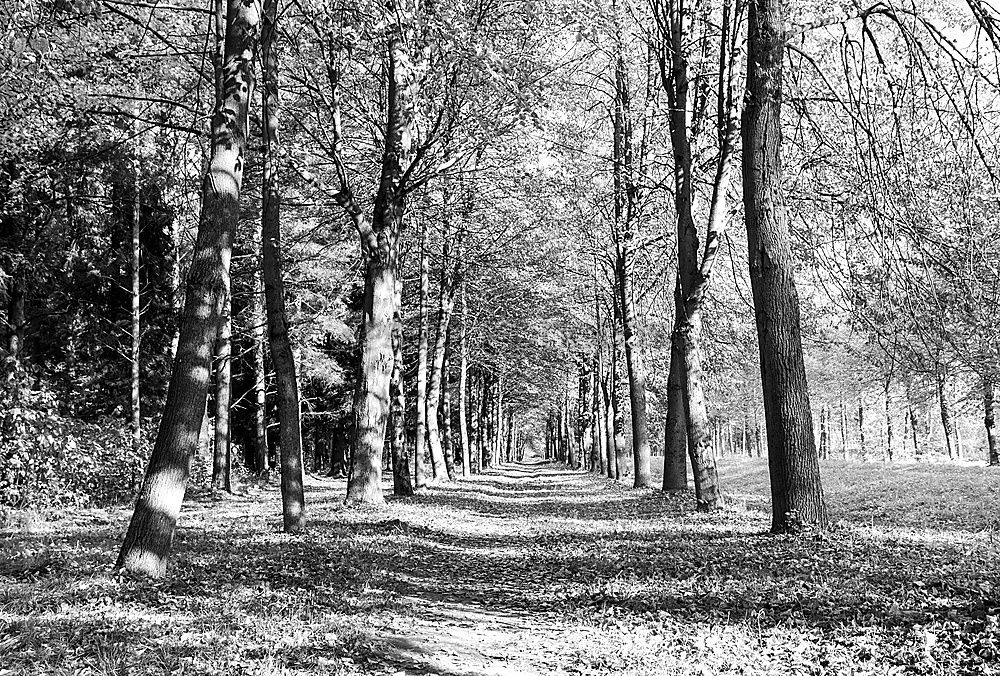 Similar – Image, Stock Photo forest Deciduous forest