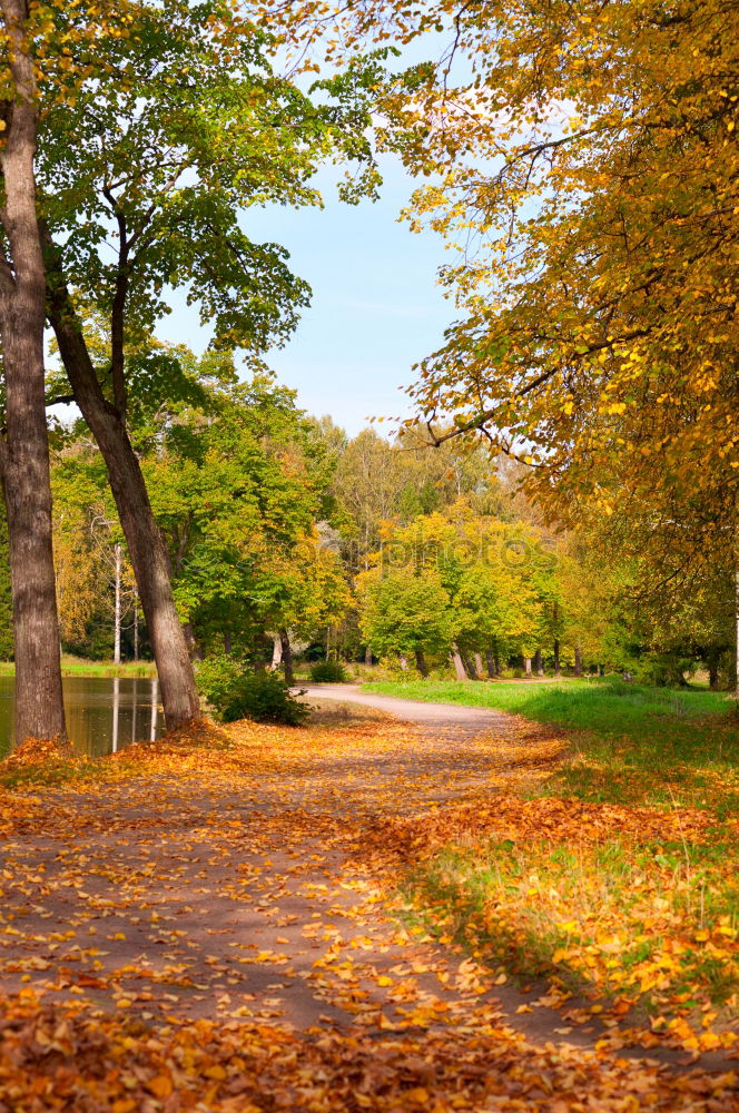 Similar – goldener Herbst Umwelt