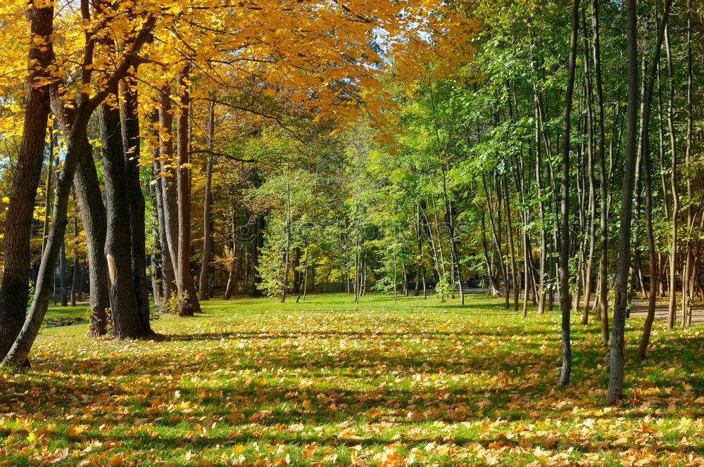 Similar – Image, Stock Photo Avenue in autumn in the Küchwald, Chemnitz