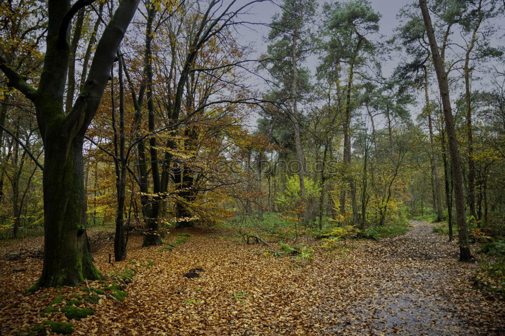 Similar – Image, Stock Photo In sour weather in autumn foggy forest