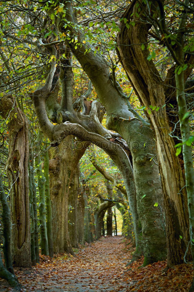 Similar – Ghost forest Nienhagen in autumn