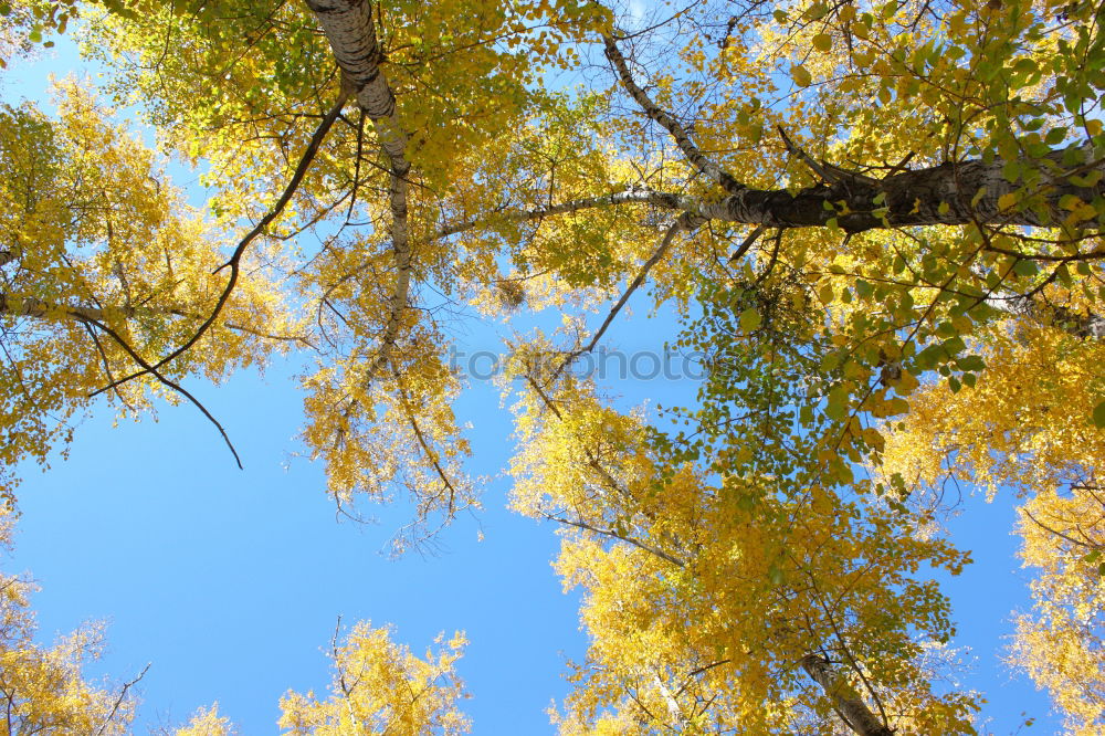 Similar – Image, Stock Photo ::EXPLOSION:: Yellow Red