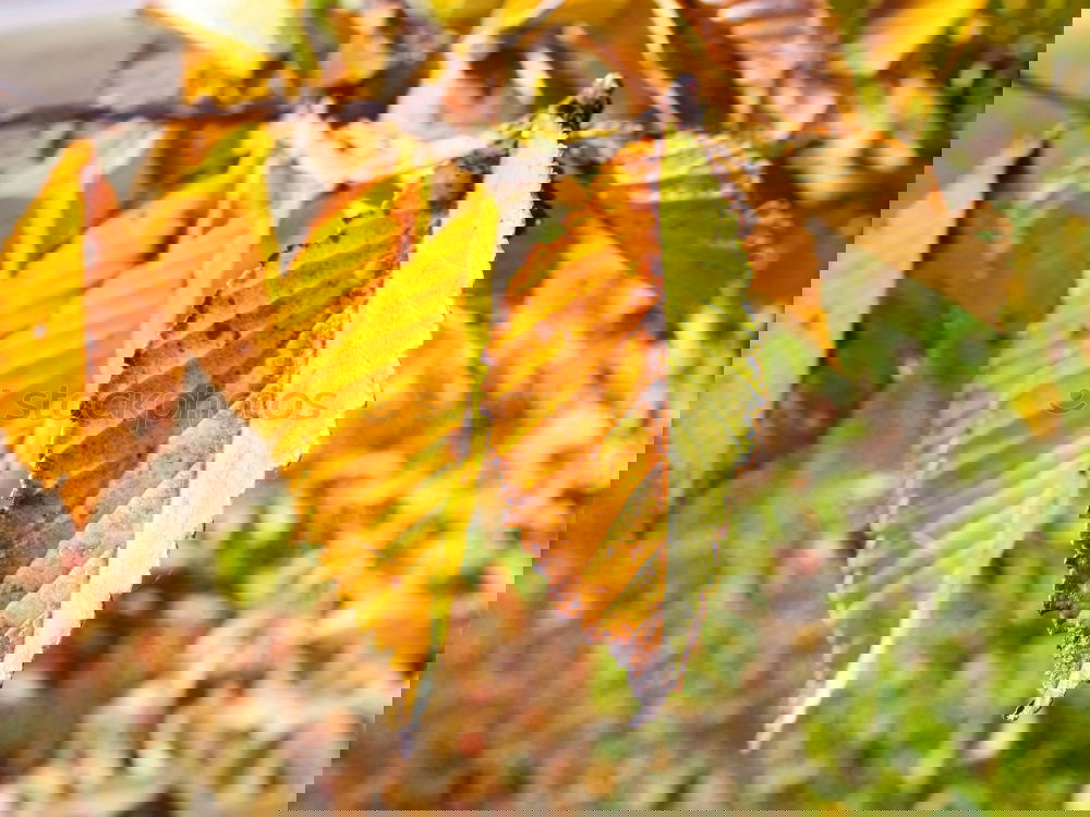 Similar – Image, Stock Photo autumn lights Nature Plant
