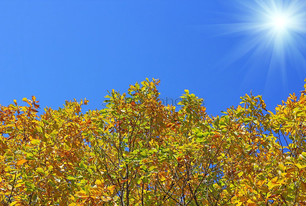 Foto Bild Apfelbaum Baum Blatt