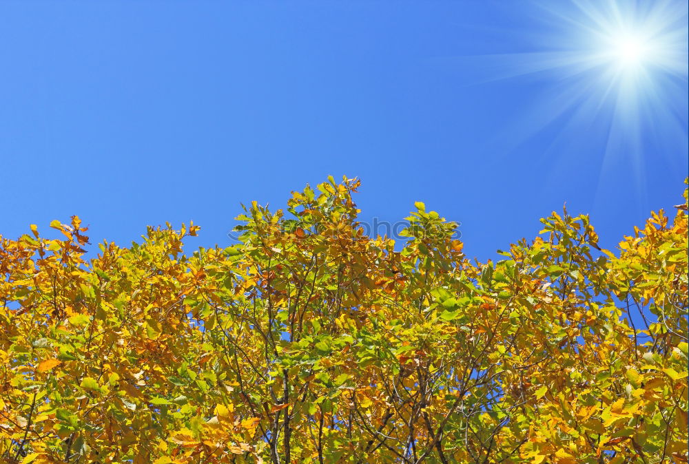 Similar – Foto Bild Apfelbaum Baum Blatt