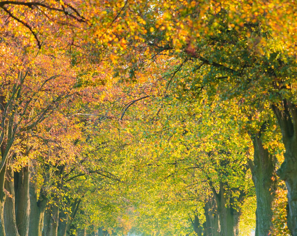 unter kronen radeln Baum