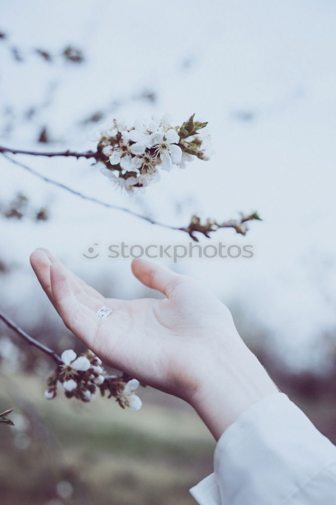 Similar – Image, Stock Photo hands holding plumeria flowers in hands in tropical forest