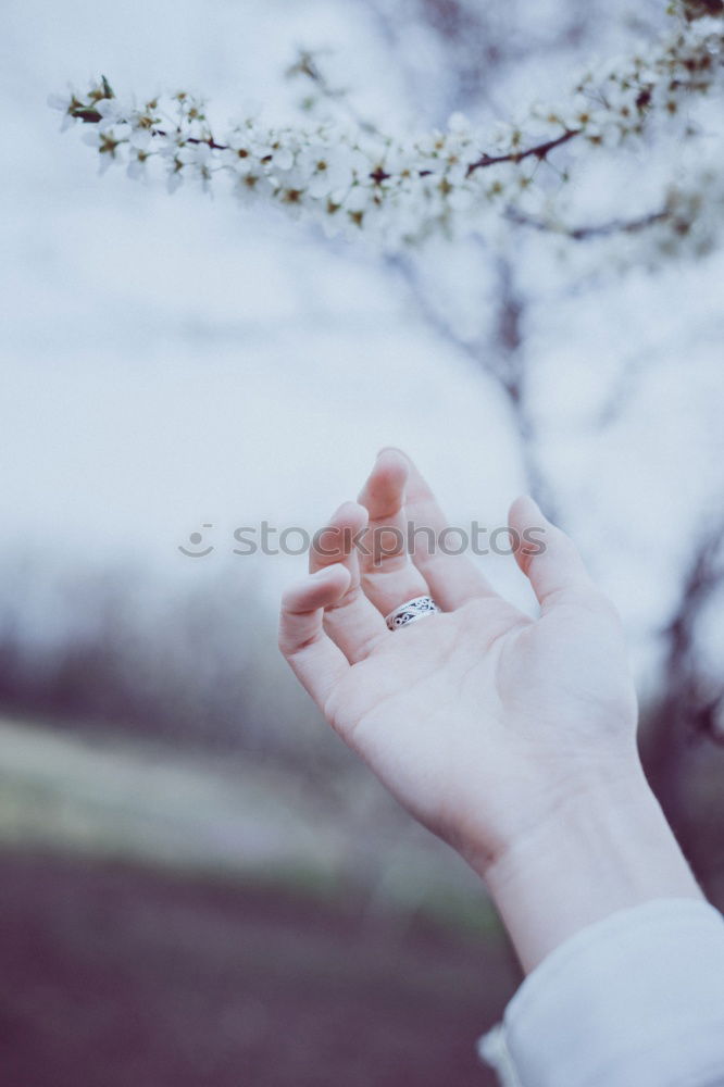 Similar – Image, Stock Photo hands holding plumeria flowers in hands in tropical forest