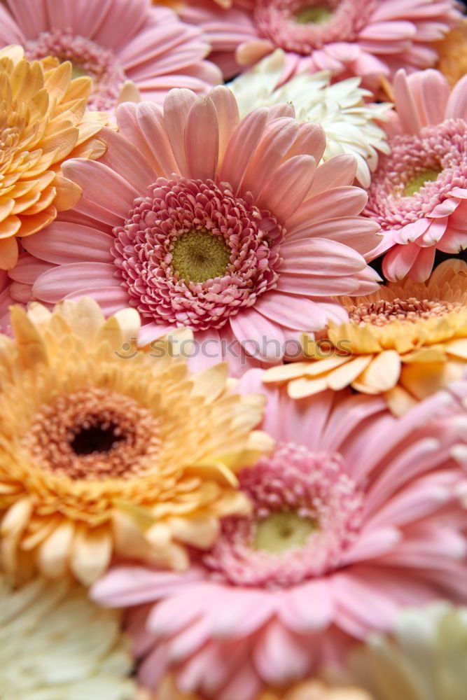 Similar – Image, Stock Photo Summer flowers on red wooden table