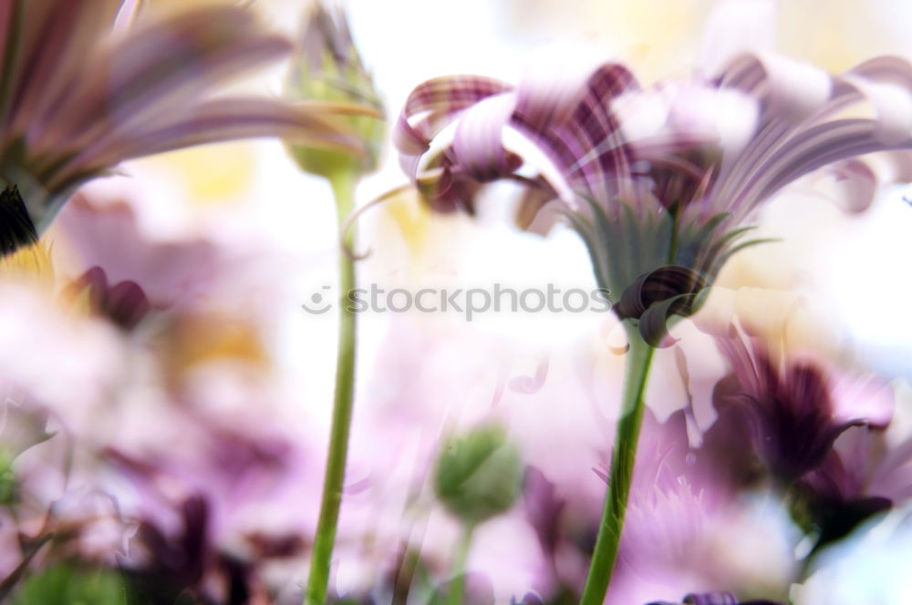 Similar – Image, Stock Photo delicate blossoms Flower