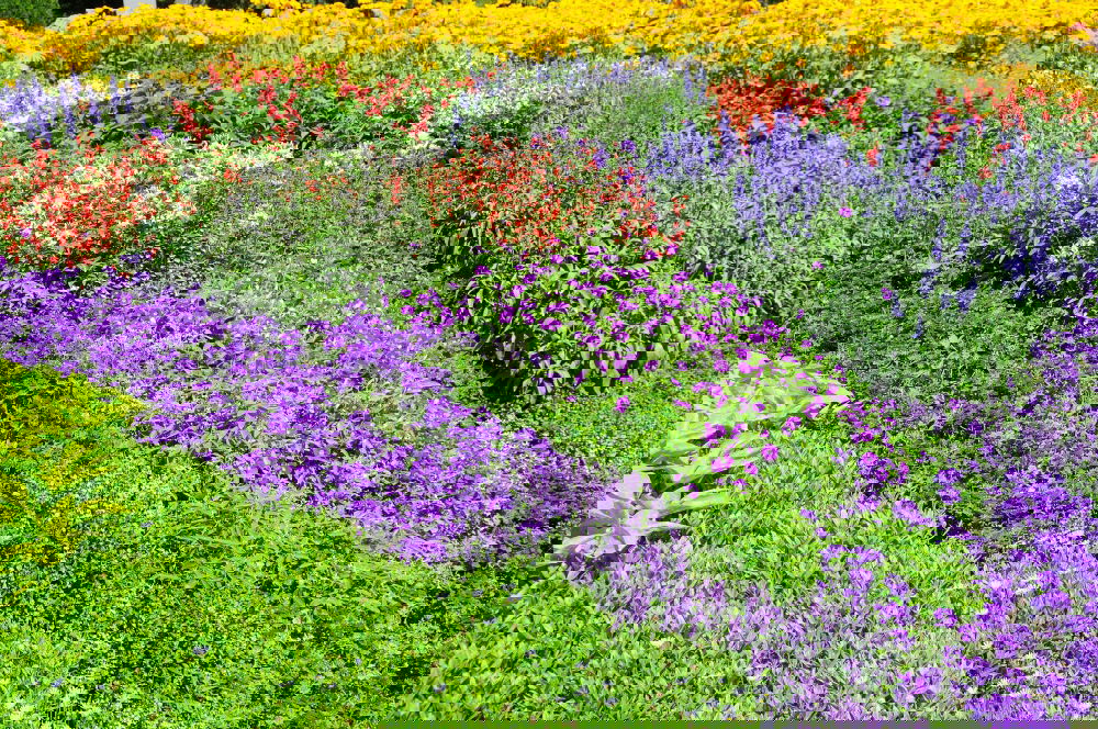 Similar – Image, Stock Photo motley flower bed flowers