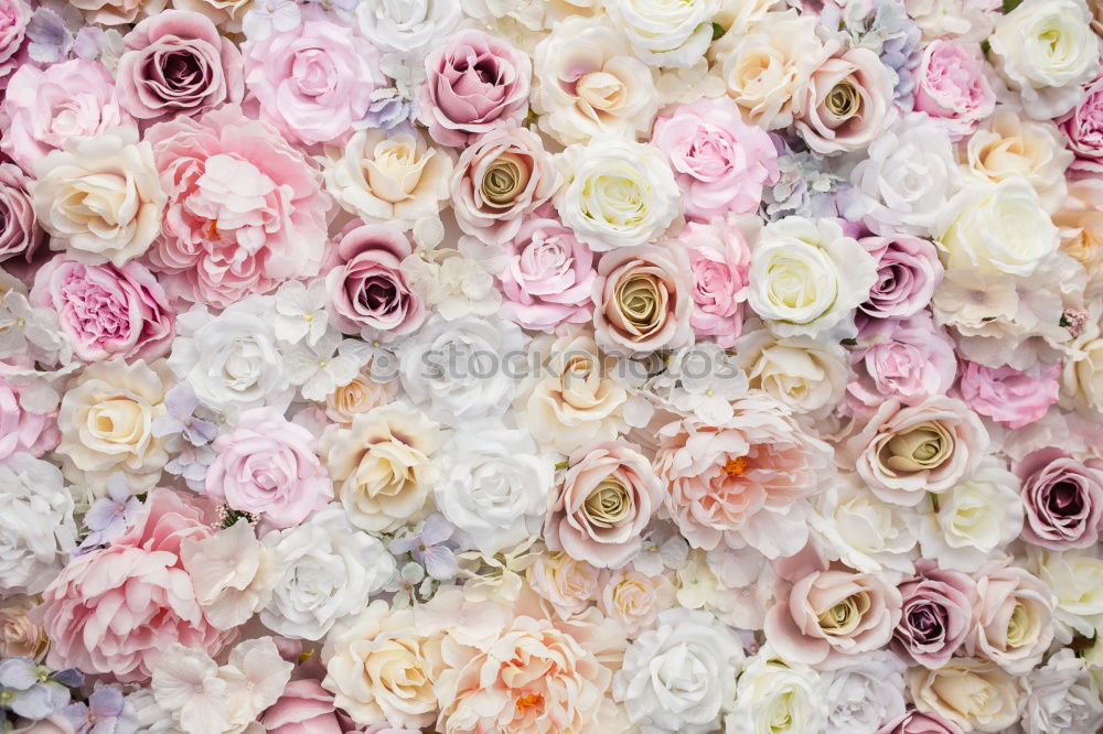 Similar – Image, Stock Photo Flowers peonies and roses of cream white and pink colour palette on the wall, floral wallpaper background for a wedding reception or romantic event. Faux artificial flowers wall in pink colours.