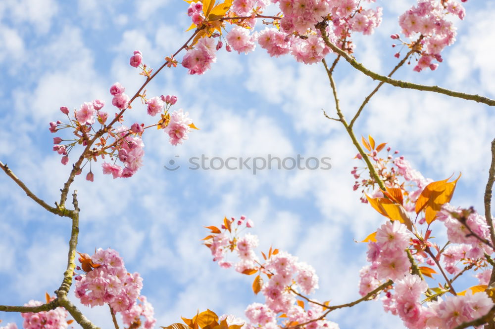 Similar – Image, Stock Photo ::11-1:: Environment