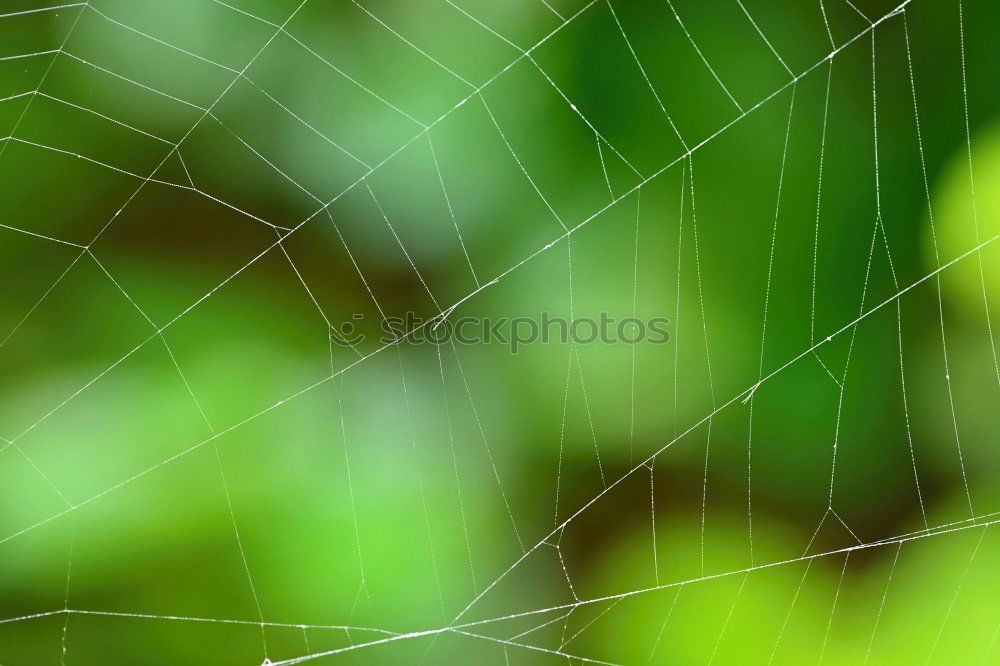 Similar – Image, Stock Photo Clover Green Cloverleaf