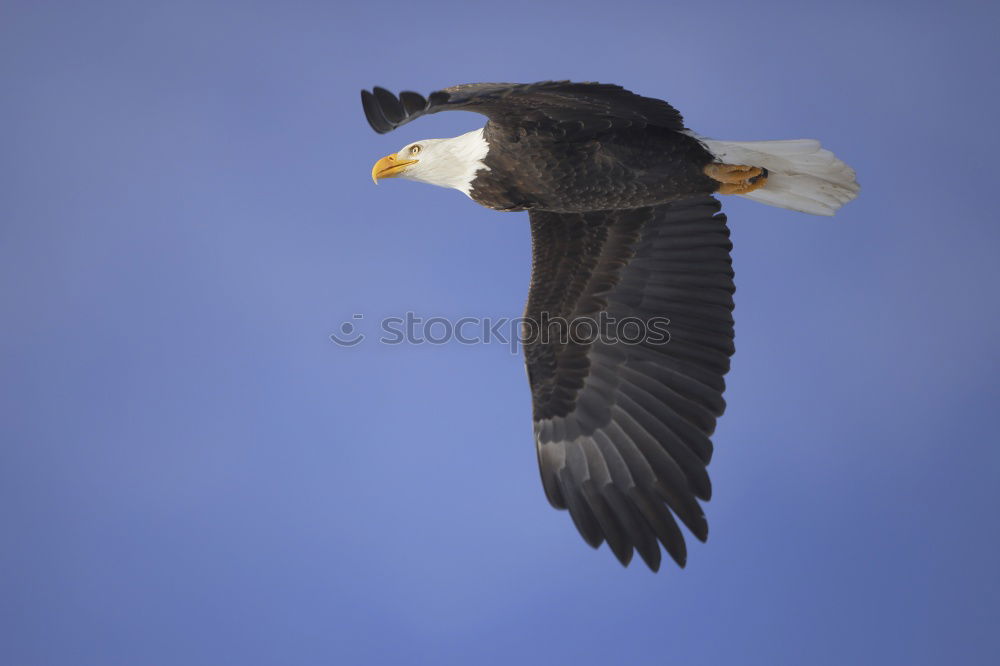 Similar – fisher eagle Sky Malawi