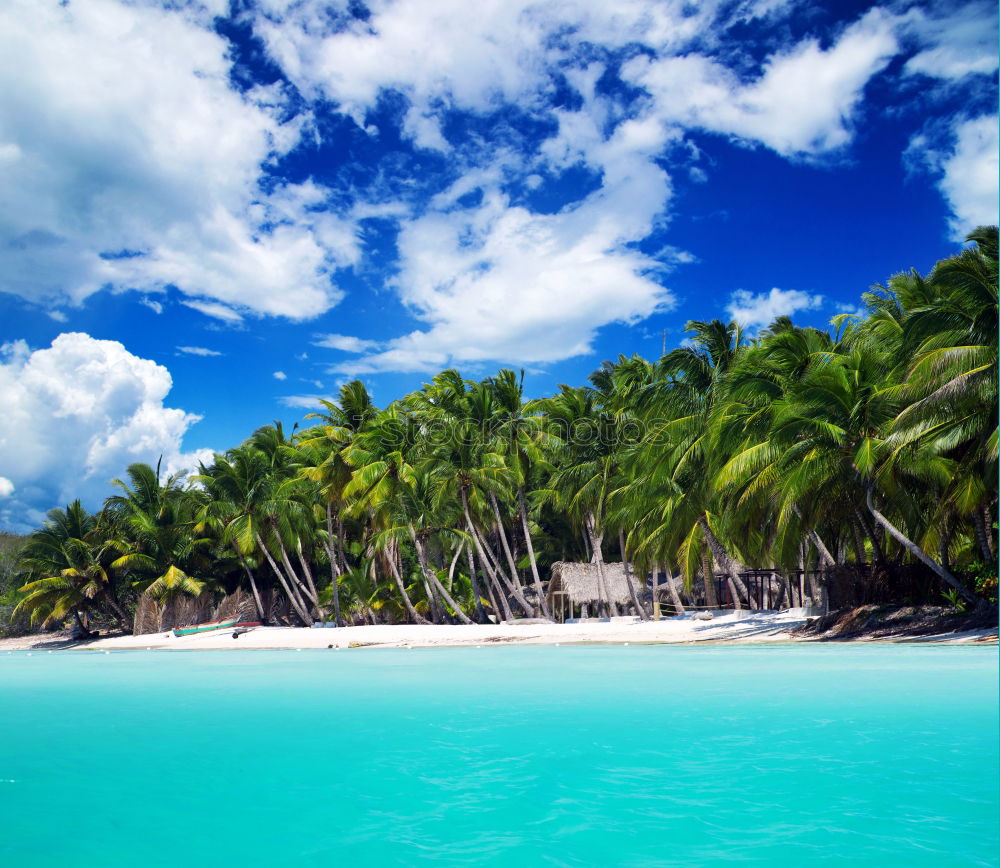 Similar – Palms on the beach of Isla Saona