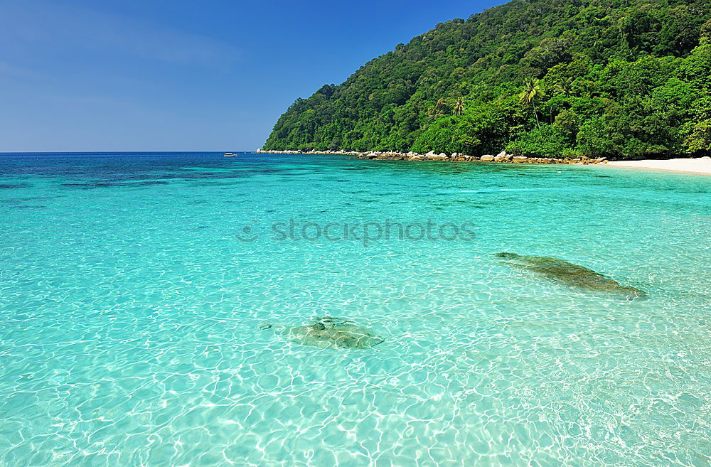 Similar – Image, Stock Photo swim in the sea Coral reef