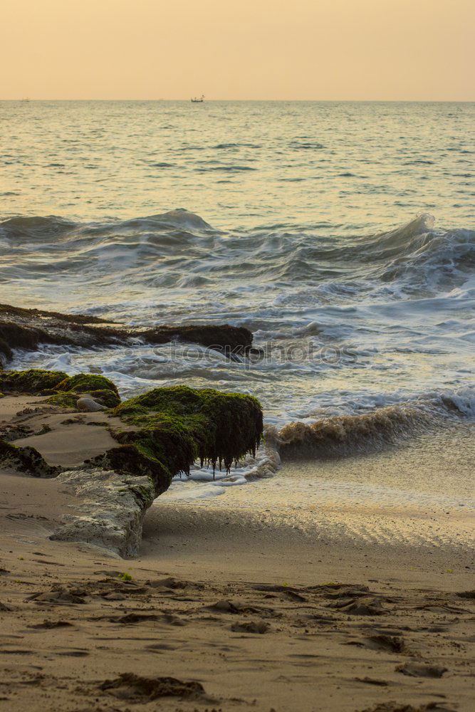 Similar – Hund am Strand Meer