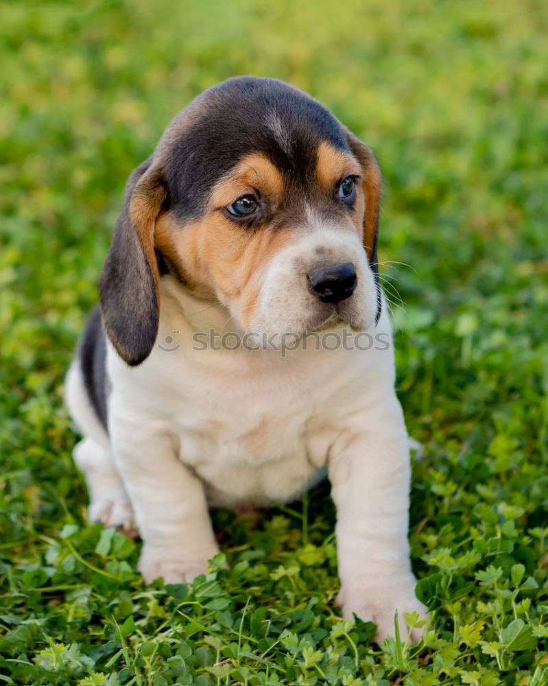 Image, Stock Photo Beautiful beagle puppy on the green grass