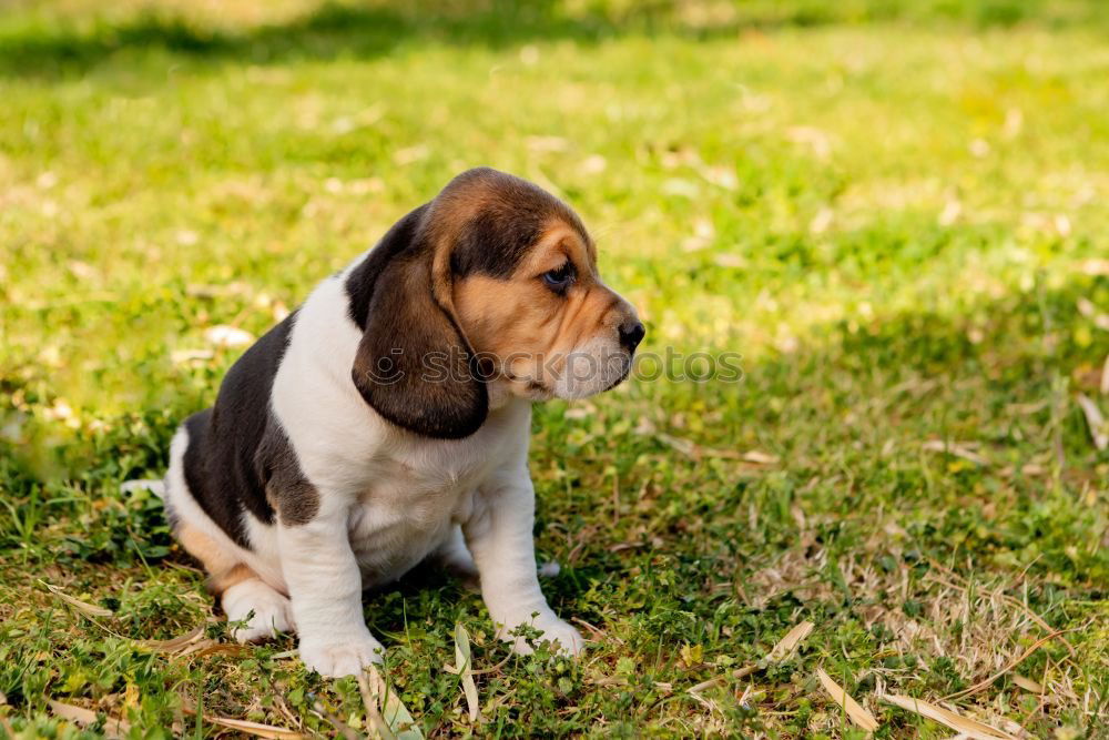 Similar – Image, Stock Photo Beautiful beagle puppy on the green grass