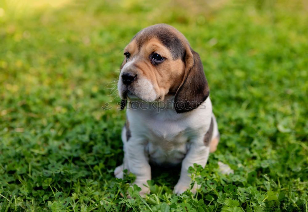 Similar – Image, Stock Photo Beautiful beagle puppy on the green grass