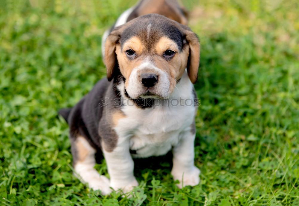 Similar – Image, Stock Photo Beautiful beagle puppy on the green grass