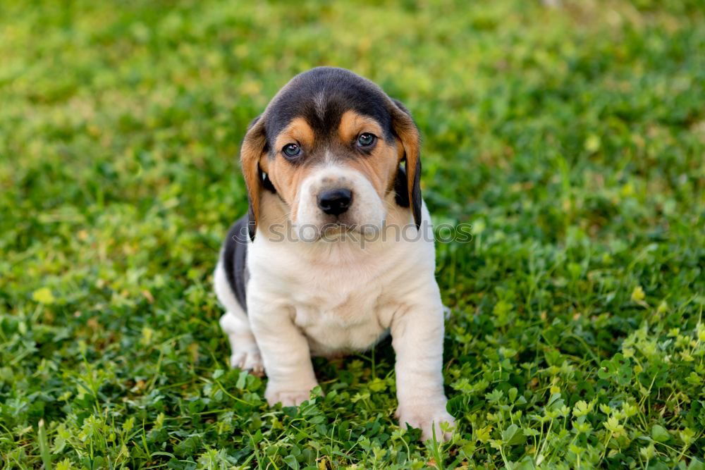 Similar – Image, Stock Photo Beautiful beagle puppy on the green grass