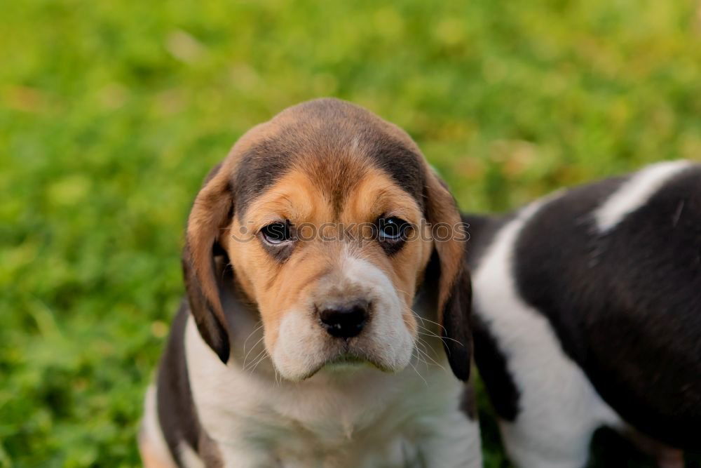 Similar – Image, Stock Photo Beautiful beagle puppy on the green grass