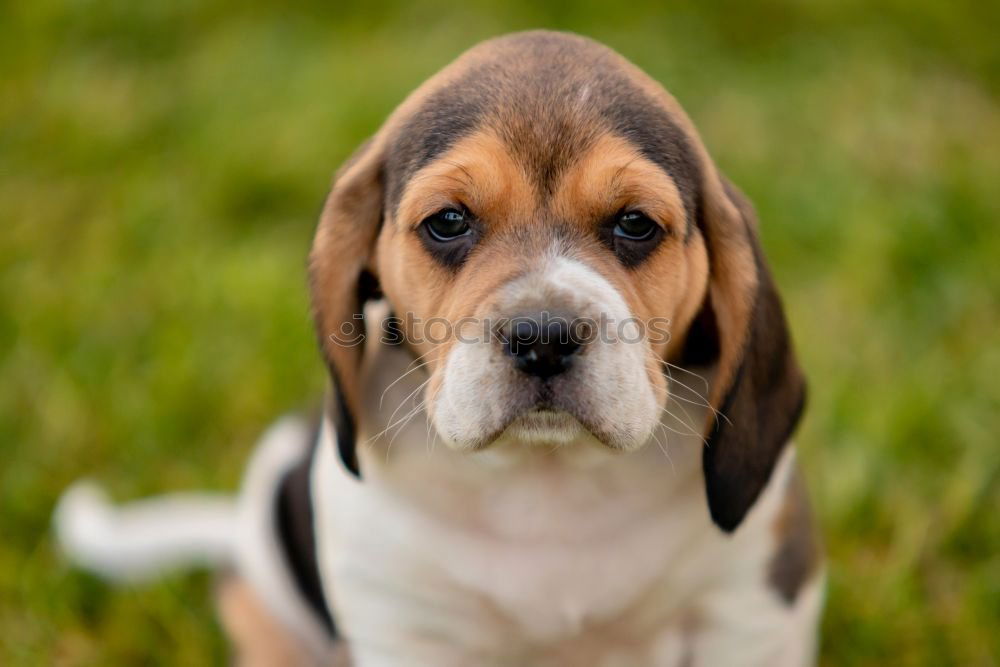 Similar – Image, Stock Photo Beautiful beagle puppy on the green grass