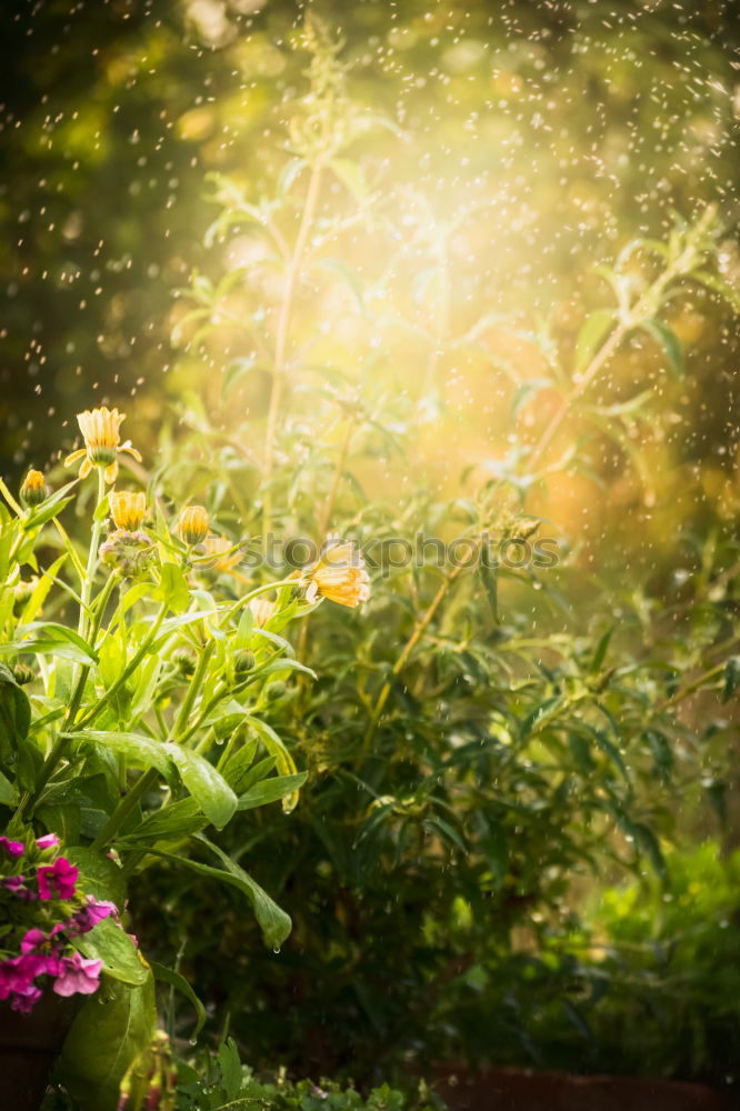 Similar – Image, Stock Photo Beautiful balcony flowers