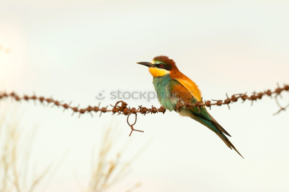 Similar – Image, Stock Photo Wonderful bright bird near stones