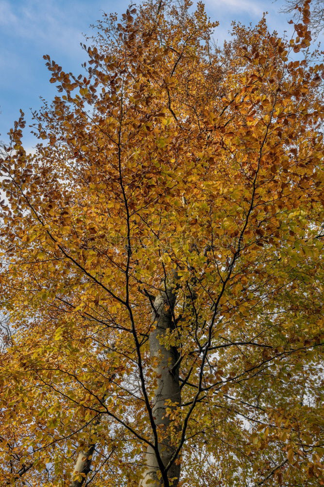 Similar – Blätterdächer Baum Blatt