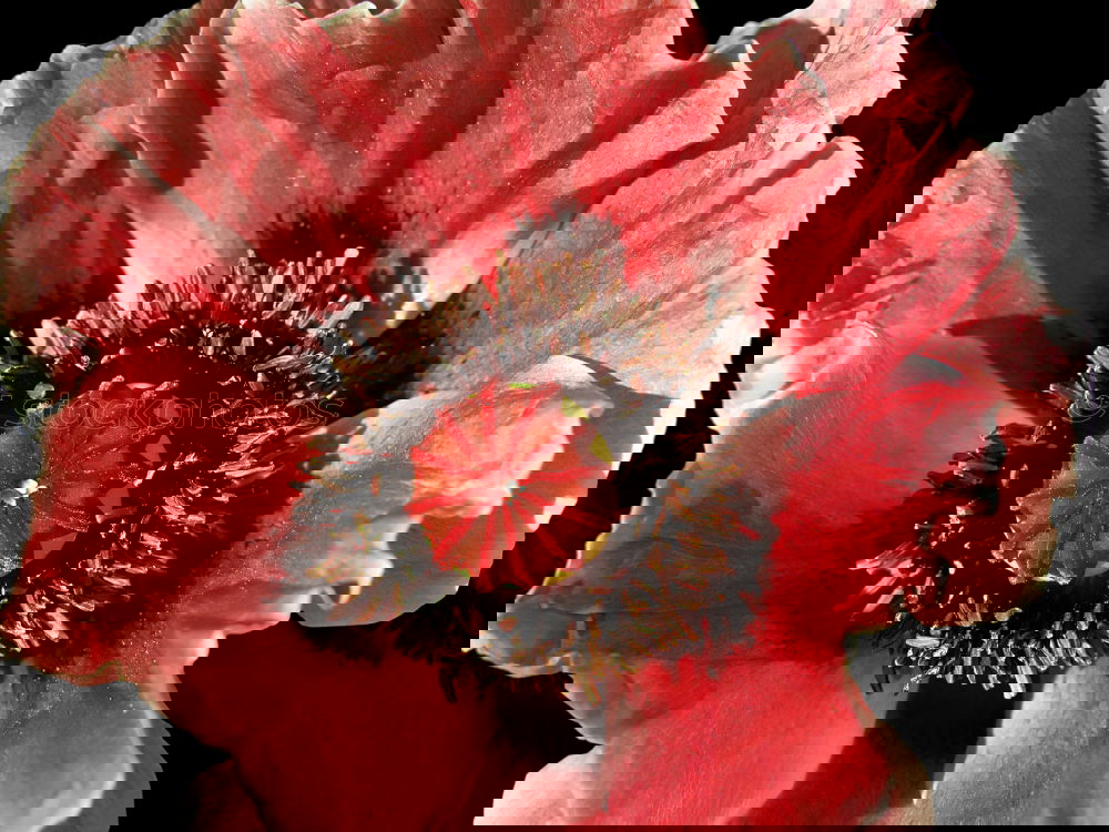 Image, Stock Photo Turkish; poppy seed; papaver; oriental;