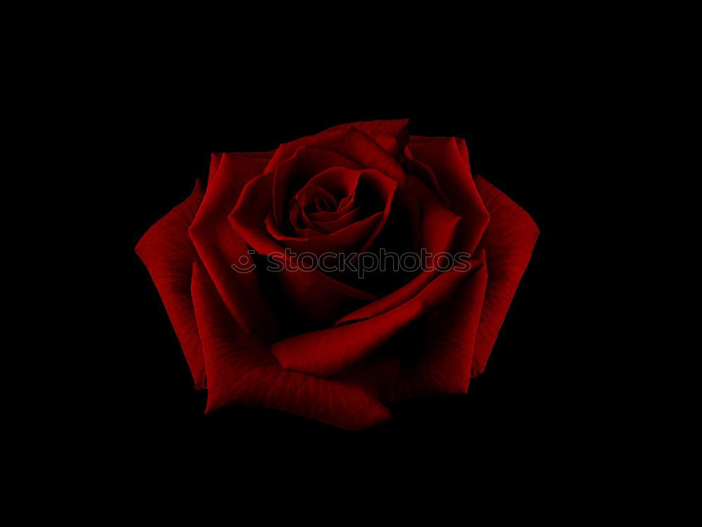 Similar – White rose on a black background