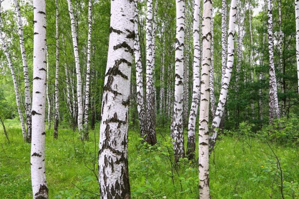 Similar – Image, Stock Photo Swedish birch grove