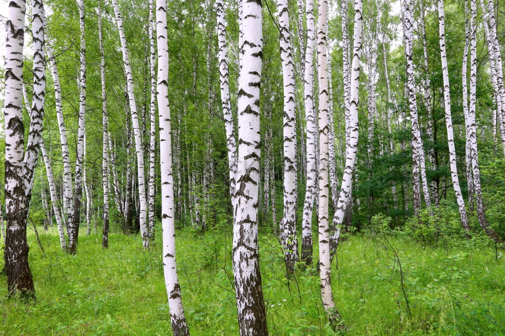 Similar – Image, Stock Photo Swedish birch grove