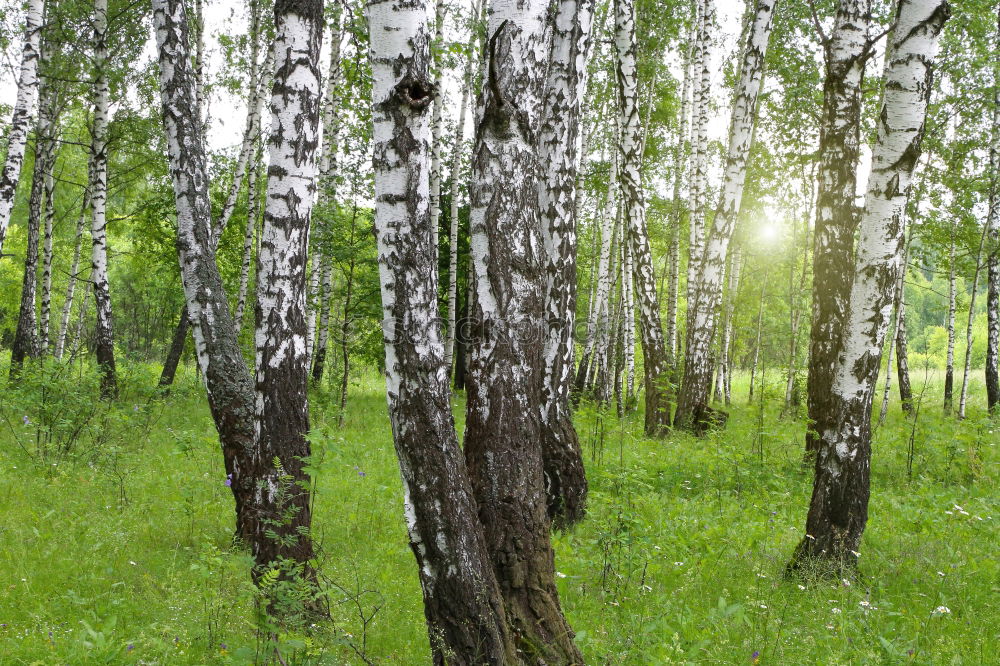 Similar – Image, Stock Photo pines Environment Nature